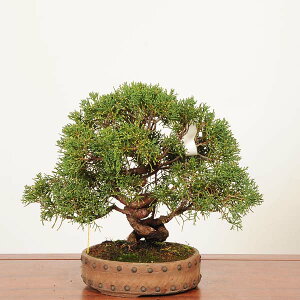 ~́F^ *i _ ς@VpN Sabina chinesis@Shinpaku bonsai i~