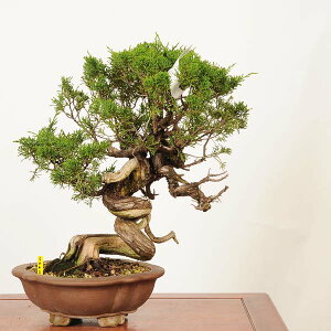~́FI^ i* ς@VpN Sabina chinesis@Shinpaku bonsai i~