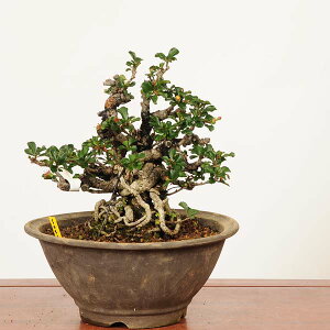 ~ IF~(`EWoC)@i*_ 傤΂@Cyoujyubai@ i~