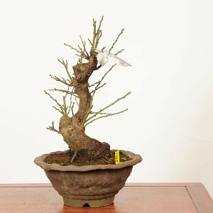 ~́F~(͂΂)@d i*_ ߁@E@Prunus mume@Hakubai bonsai i~