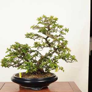 ~ IFԒ~ *i _ `EWoC@chojyubai bonsai i~