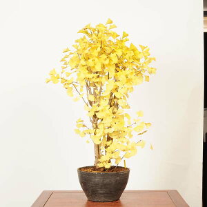 ~́F(C`E)*(v)i _ 傤 Icho bonsai i~