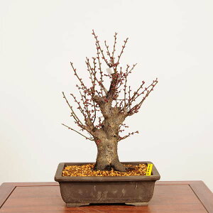 �~�́F�g�~(�����΂�)��u ���i*���߁@�E���@Prunus mume�@Koubai bonsai ���i�~��