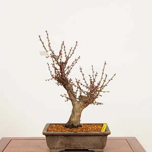 �~�́F�g�~(�����΂�)��u ���i*���߁@�E���@Prunus mume�@Koubai bonsai ���i�~��