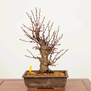 �~�́F�g�~(�����΂�)��u ���i*���߁@�E���@Prunus mume�@Koubai bonsai ���i�~��