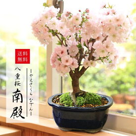 ◇楽天1位◇桜盆栽：八重桜(大）*＜国産青モッコ陶器鉢＞【2026年春開花】【あす楽対応】【さくら盆栽】bonsai