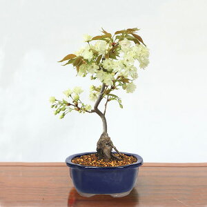 ~́FTiYbR픫j*ERUN@@yzy2026NtJԁzbonsaiy~́z