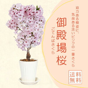 _Fa*(_vXeBbN)󂯎Mti2026NtJԗ\jTNsakuraA~ a Ԍ bonsai