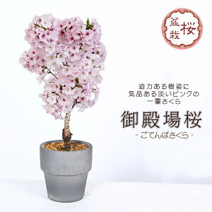 ~́Fa*(_[NVo[픫) i2026NtJԗ\j TNsakuraA~ a Ԍ bonsai