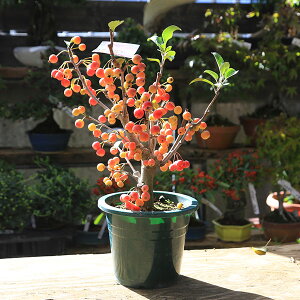 ؁EA؁F[RCi~}JChEjP@6*@݂܂ǂ