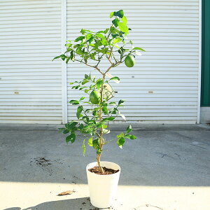 ؁@A؁@ʎ@c؁Fij100cm@@EG@劔@c*