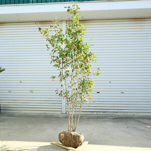 ؁@A؁FI jE] 劔@160cm@*i͂ IgRE] Ƃ悤߁@}