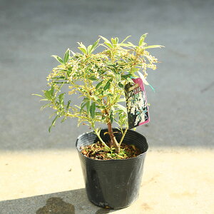 ؁EA؁EcFAZrizCgj 4@*