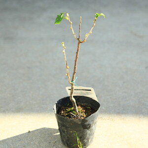 ؁EA؁EʎcFJVXiubNJ[gj[XO*@