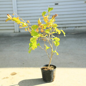 ؁@cF~ǂ 邤߂ǂ@*@cEhL