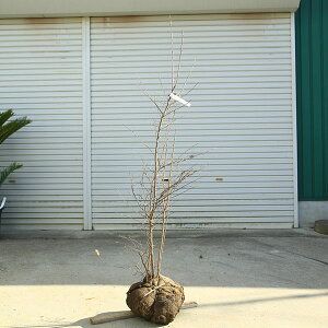 󏭒؁EA؁Ficn[iȂ͂j*@iI@F140cm@S160cm@}֔