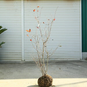 󏭒؁EA؁Ficn[iȂ͂j*@iI@F130cm@S140cm@}֔