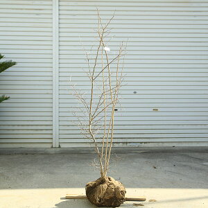 󏭒؁EA؁Ficn[iȂ͂j*@iI@F130cm@S140cm@}֔