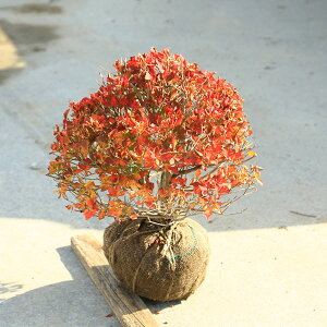 ؁@A؁@Ԗ؁FhE_ccW@ʑ@ʁ@30cm@40cm@*V@ǂ