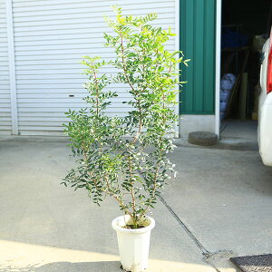 ؁EA؁@i@sX^`A@i@*XyCŶ킢