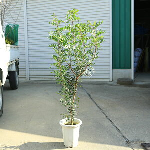 ؁EA؁@i@sX^`A@i@*XyCŶ킢