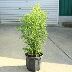 i؁E؁Fuiق邷jz^@F70cm @劔*@̖؁@u@@u