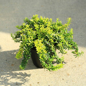 ؕcEAؕcFP}TLinslXjIj}XiCIj}Xj15cm*@}