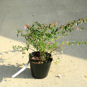 ؕcEAؕcFAxAiGh[hS[`jׂ肠@AxAԁ@sNAxA@5|bg