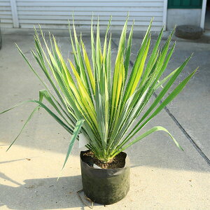 ؁EA؁FbJEtBg[TiS[f\[hjS[fXtH[h8劔IS90cm@*胆bJ