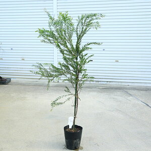 ؁@A؁FAJVAieTj@~U@iI*@␫AJVA@7@130cm@}