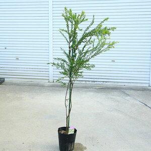 ؁@A؁FAJVAieTj@~U@iI*@␫AJVA@7@130cm@}