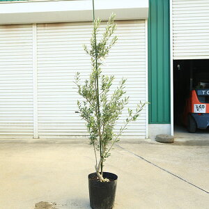 ؁EA؁FI[uiVvbV[mj*150cm i@^}֔z