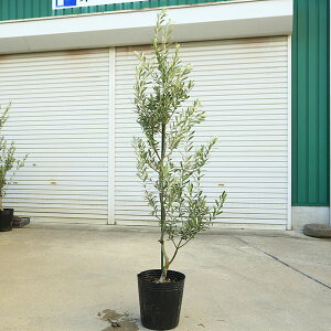 ؁EA؁FI[uiVvbV[mj*150cm i@^}֔z