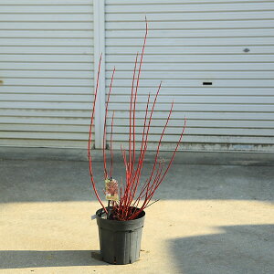 I؁EA؁FRkX@Ao@~N@80cm@劔I*@TS~YLiX~YLj