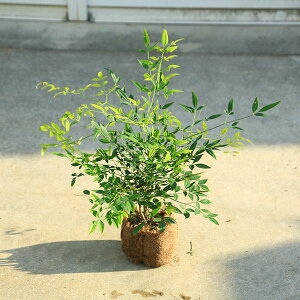 ؁@A؁@cFViȂĂj*@F25cm