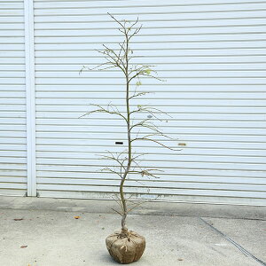 ؁F݂(}gt)@}gt@ 150cm@}֔@X܂I