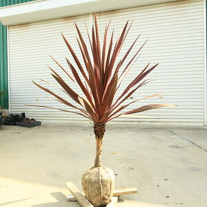 ؁@A؁FRWlEI[XgXEbhX^[*ԃh@hZi@劔@X܂@100cm@}֔