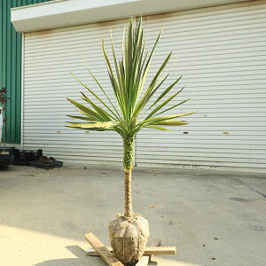 ؁@A؁FRWlEI[XgXE`R[g~g*`R~g@hZi@劔@X܂@100cm@}֔