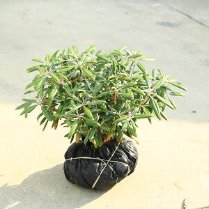 ؁EA؁FvΓԁi₭܂ႭȂjvVNiQ@*{VNiQ@vႭȂ