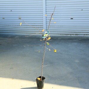 ؁@A؁@ʎFԗijJ@100cm*@c