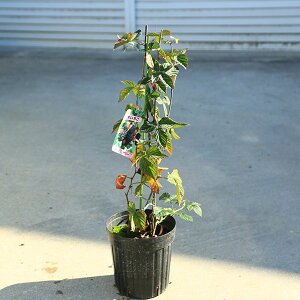 ؁EA؁EʎcFubNx[i䕁j6劔@*