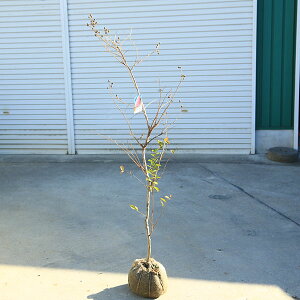 ؁EA؁EV{c[FTXxiSgjԌn@*}