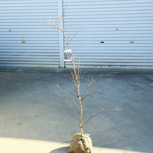 ؁EA؁EV{c[FTXxiSgjԌn@A@*}