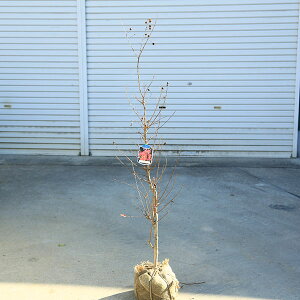 ؁EA؁EV{c[FTXxiSgjԉԌn@*}