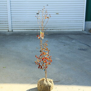 ؁EA؁EV{c[FTXxiSgjčՂ@Ԕi炫@*}