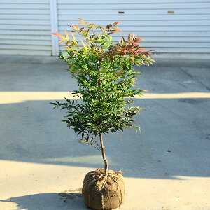 ؁@A؁@iFܒߓV*@ÂȂĂ@i