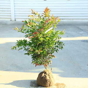 ؁@A؁@iFܒߓV*@ÂȂĂ@i