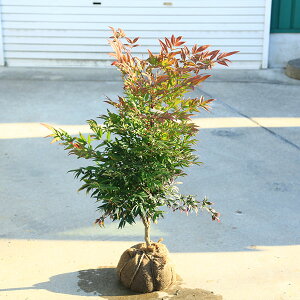 ؁@A؁@iFܒߓV*@ÂȂĂ@i