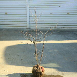 󏭒؁EA؁Ficn[iȂ͂jĔ*@X܂@F100cm@S110cm