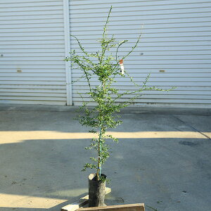 ؁@A؁@ʎ@c؁FtBK[Ci_[Ghj*Ύi@100cm@S120cm@}g֔